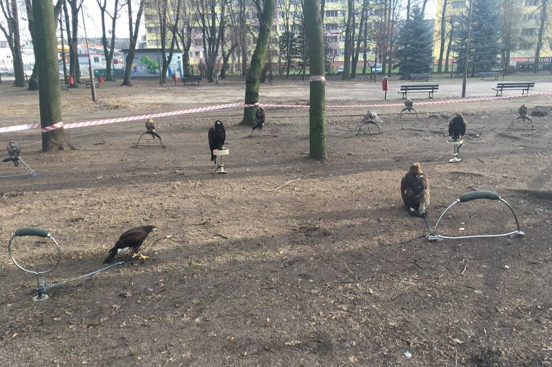 Mieszkańcy Radomska w szoku. Drapieżne ptaki uwięzione na krótkich linkach w parku. "Radomsko wstyd!"