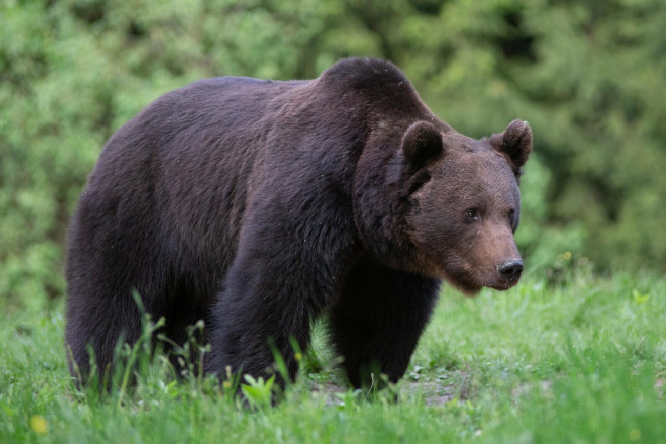 Atak niedźwiedzia na Słowacji. 2 turystów rannych w rejonie masywu Polany