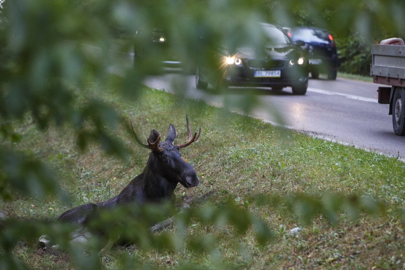 Po ulicach Warszawy biega łoś. Służby starają się schwytać dzikie zwierzę. (Zdjęcie poglądowe)