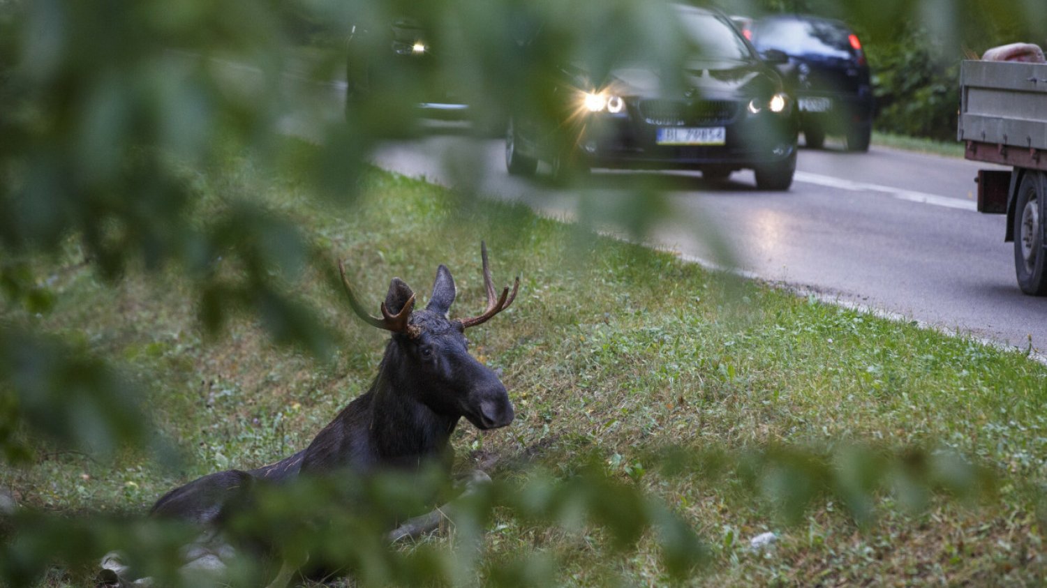 Po ulicach Warszawy biega łoś. Służby starają się schwytać dzikie zwierzę. (Zdjęcie poglądowe)