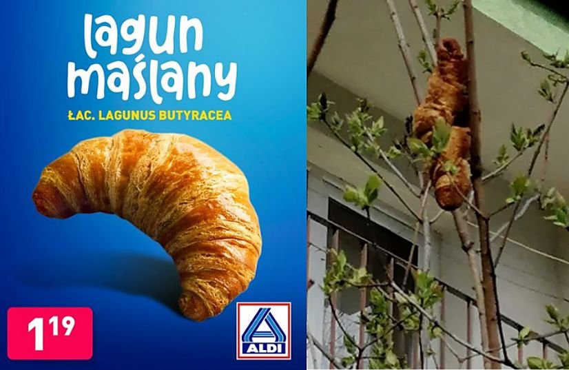 "Lagun drzewny" podbija krakowskie cukiernie. Jak go zrobić? [PRZEPIS]