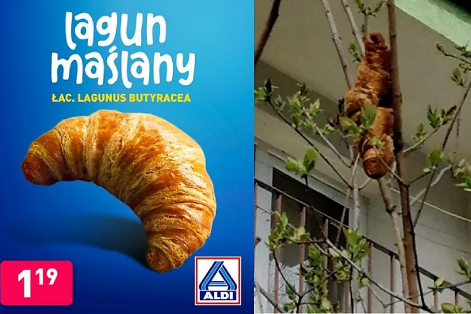 "Lagun drzewny" podbija krakowskie cukiernie. Jak go zrobić? [PRZEPIS]