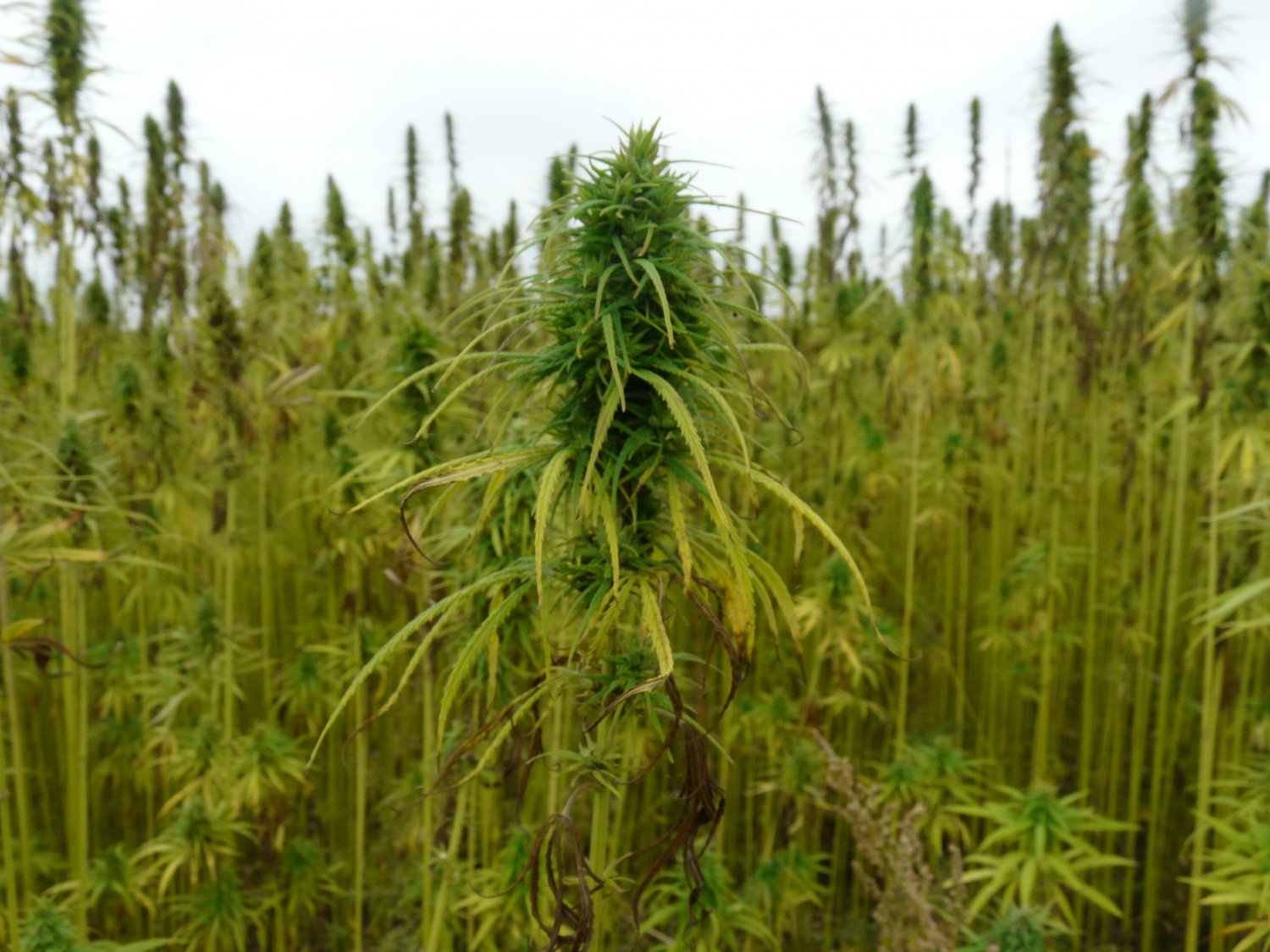 Konopie są uniwersalną rośliną, od tysięcy lat znajdującą zastosowanie w przemyśle i medycynie. Wojna z nimi to skazana na porażkę walka z naturą.