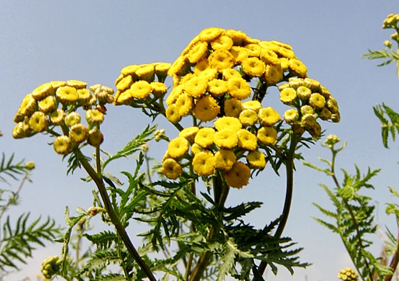 Jak działa wrotycz (Tanacetum vulgare) i dlaczego można go uznać za naturalną superbroń na komary? Wrotycz pospolity (Tanacetum vulgare)