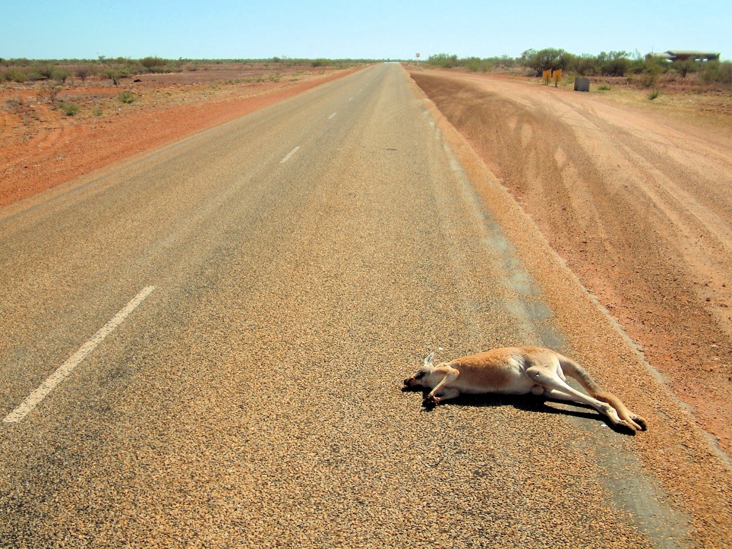 Kangur jest (chyba) martwy