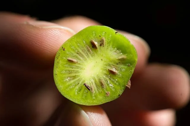 Mini-kiwi