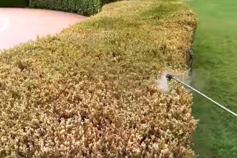 Ćma bukszpanowa panoszy się już w Europie, do Polski dotarła w ubiegłym roku.