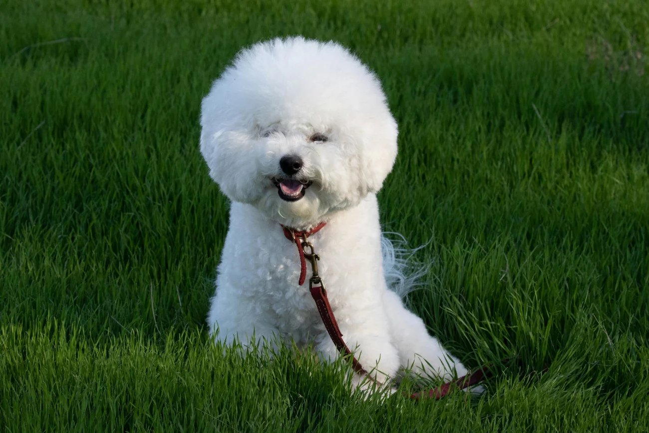 Bichon Frise Bichon Frise na trawie