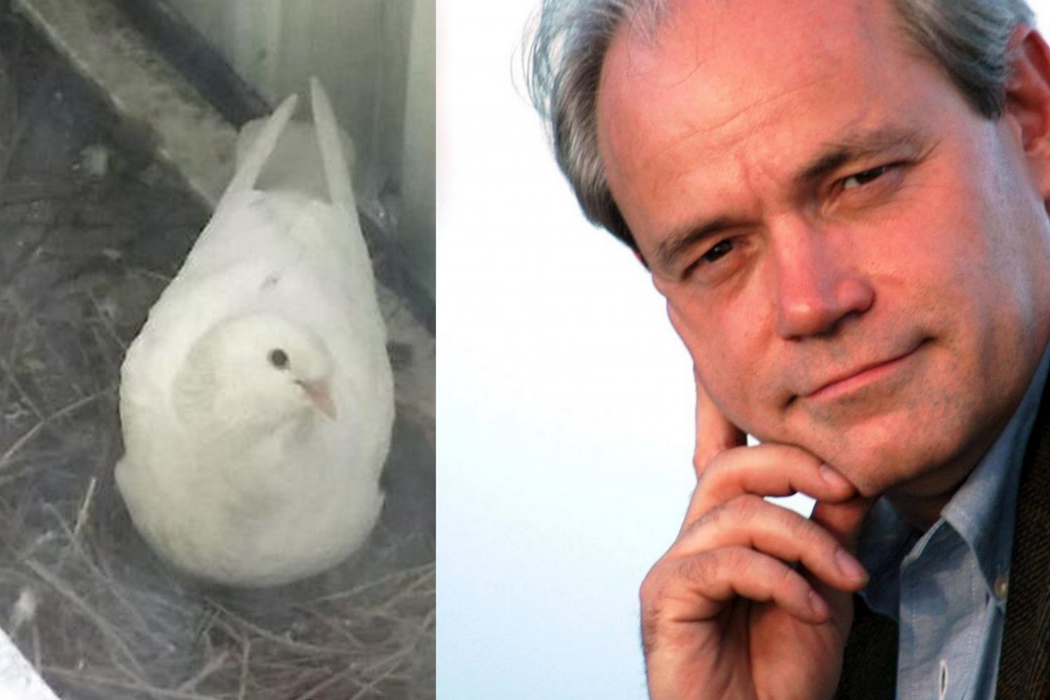 "Zwierzęta wyczuwają dobrych ludzi" - pisze na Facebooku europoseł Adam Szejnfeld i chwali się załączonym zdjęciem gołębicy.