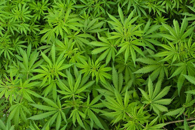 Prof. Krajewski proponuje, by górna granica nieznacznej ilości marihuany wynosiła 10 gramów