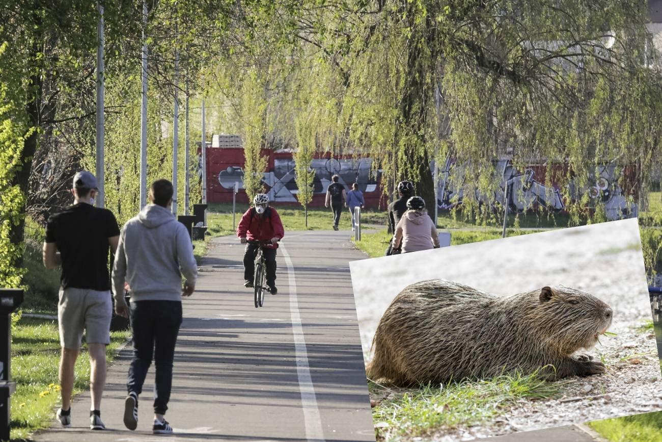 Rybnik: nutria zaatakowała 5-latka. Lekarze odmawiali pomocy