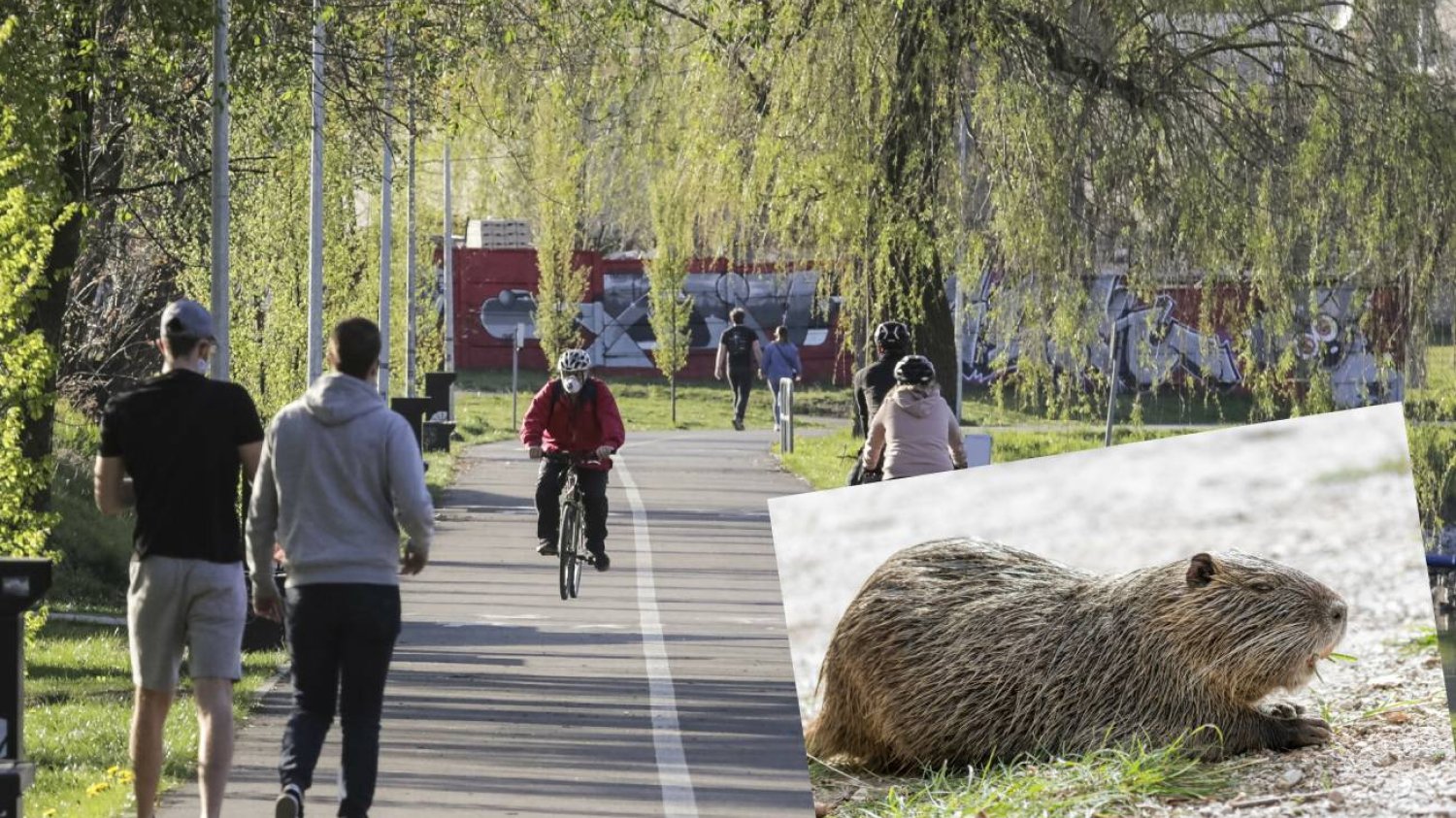 Rybnik: nutria zaatakowała 5-latka. Lekarze odmawiali pomocy