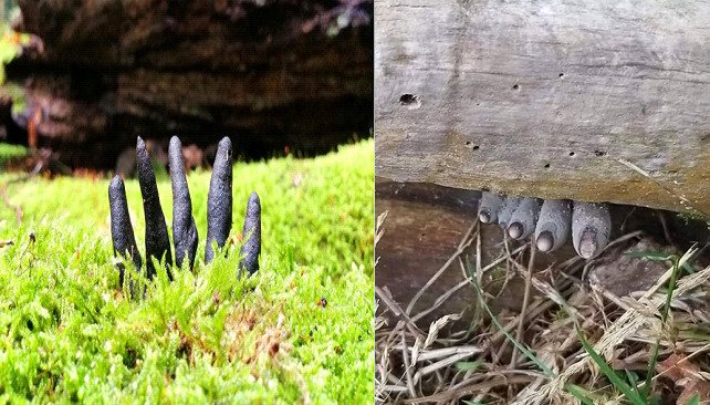 Palce umarlak, czyli próchnilec maczugowaty (Xylaria polymorpha): najbardziej niezwykły grzyb w polskich lasach