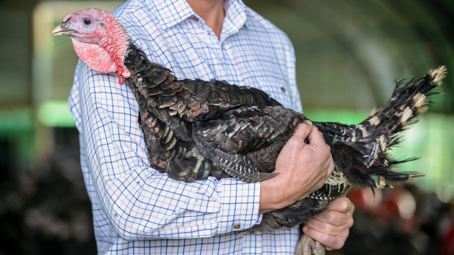 10 tys. zł za opiekę nad indykami. Potrzebują ludzi do pracy na wsi od zaraz