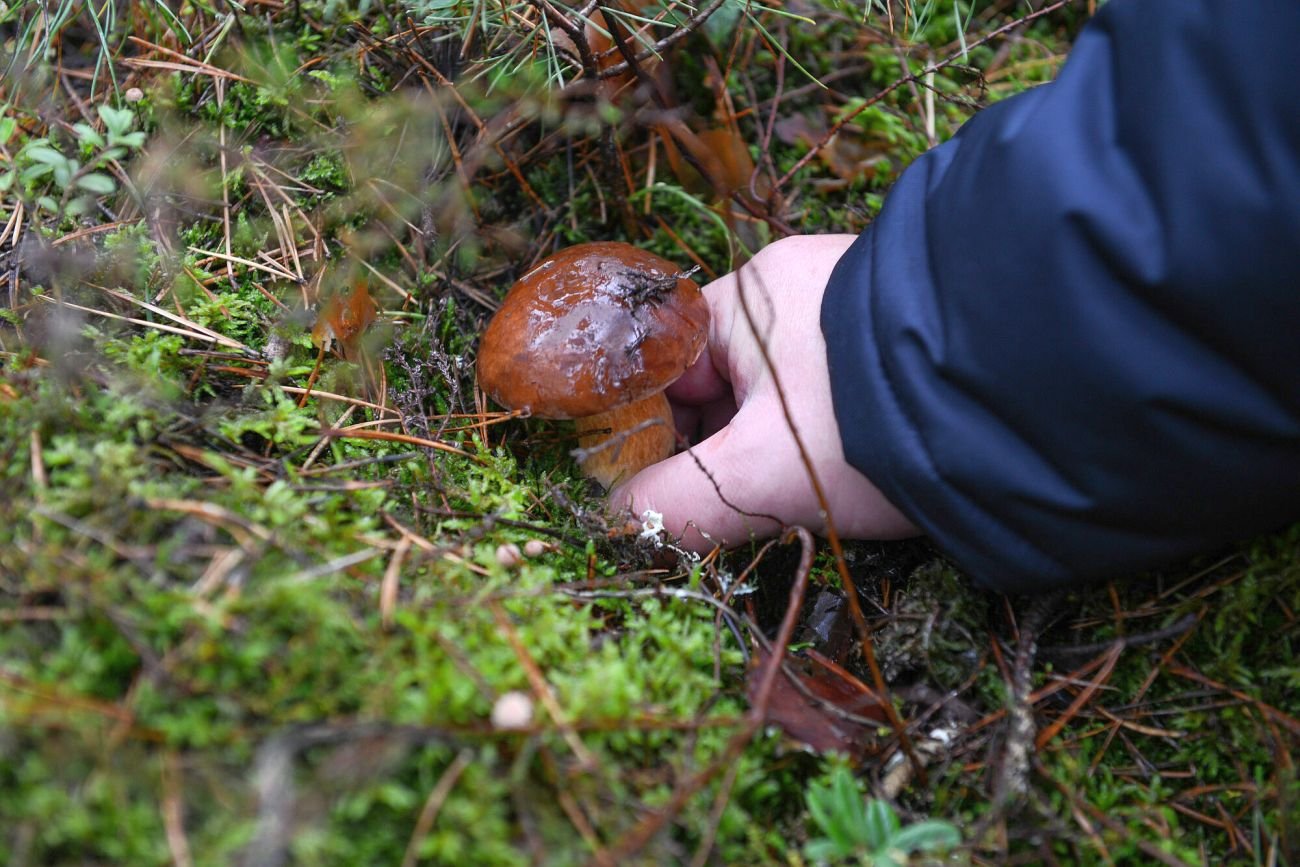 O zatrucie grzybami łatwo. Co robić w takim przypadku?