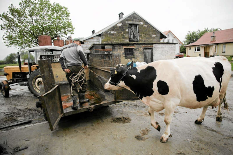 Przeciętny polski producent mleka ma w stadzie 6 krów, holenderski - 140, niemiecki - 46