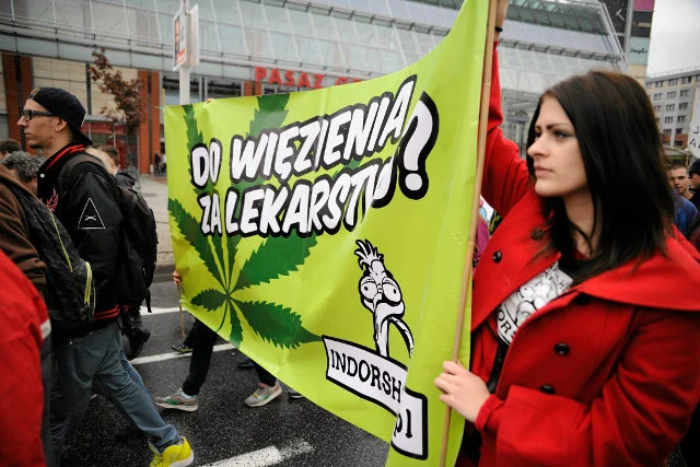 W Polsce mają powstać plantacje marihuany, planowana jest też produkcja lekarstw na bazie tej rośliny.