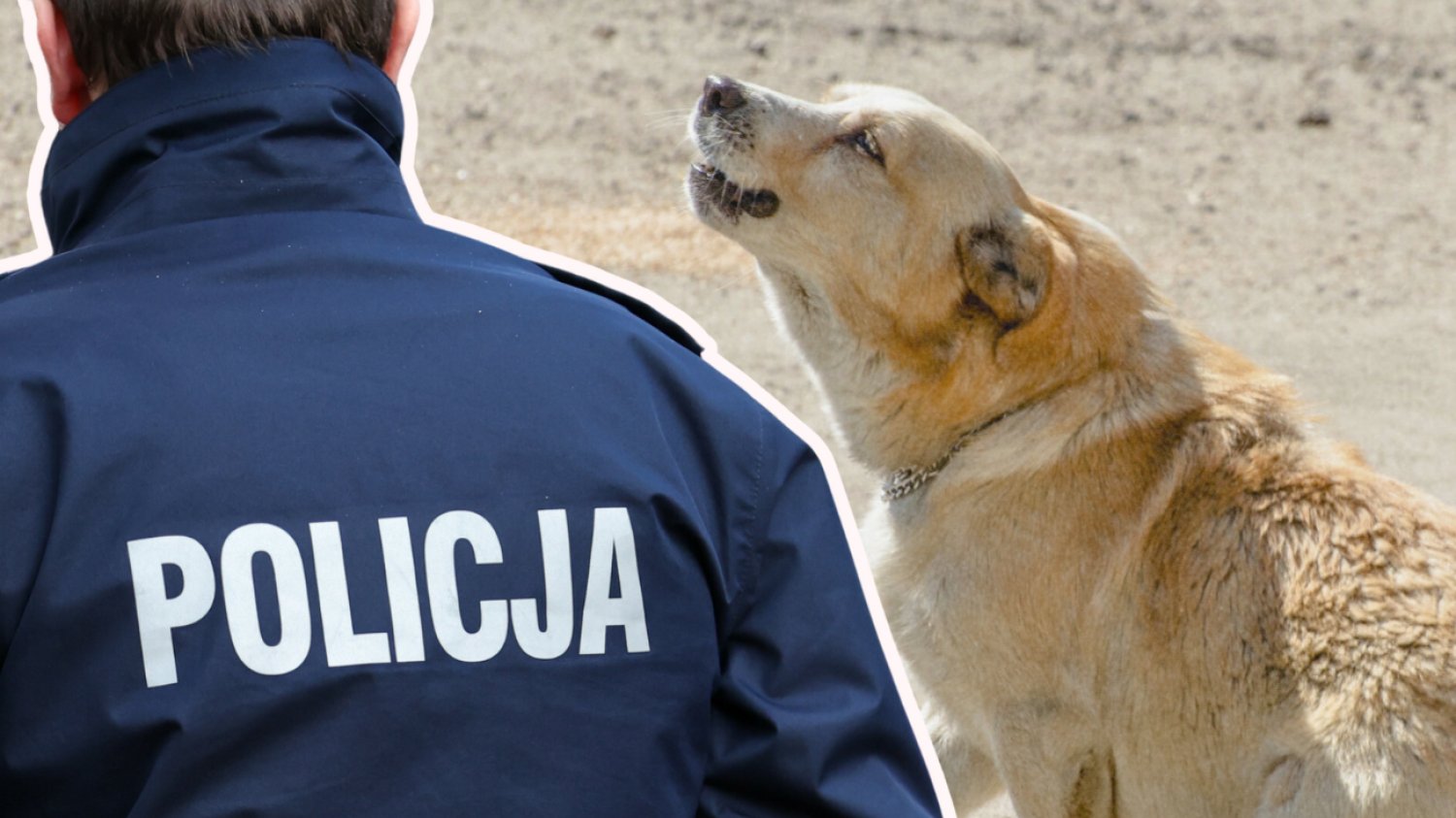 Mężczyzna uderzył psa nożem. Policja zareagowała na przemoc wobec psa