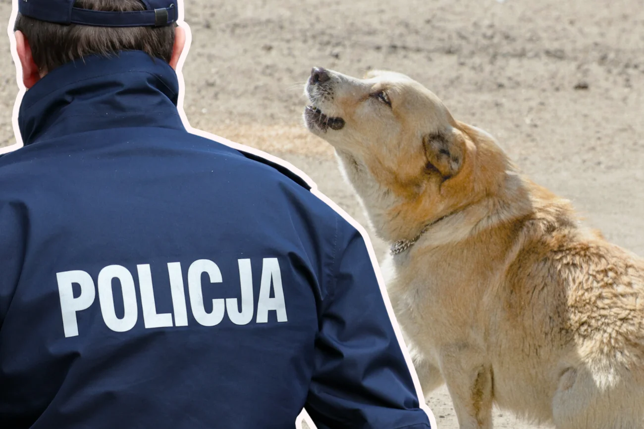 Policja zareagowała na przemoc wobec psa