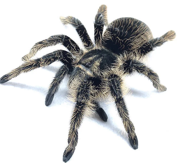Ptasznik kędzierzawy (Tliltocatl albopilosum)