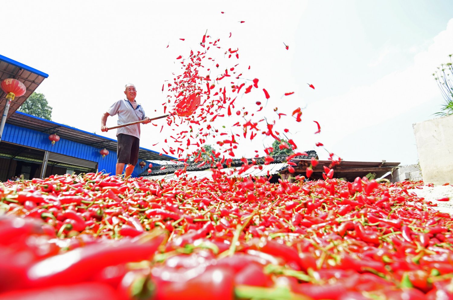 Papryczki chilli można sobie wyhodować w domu.