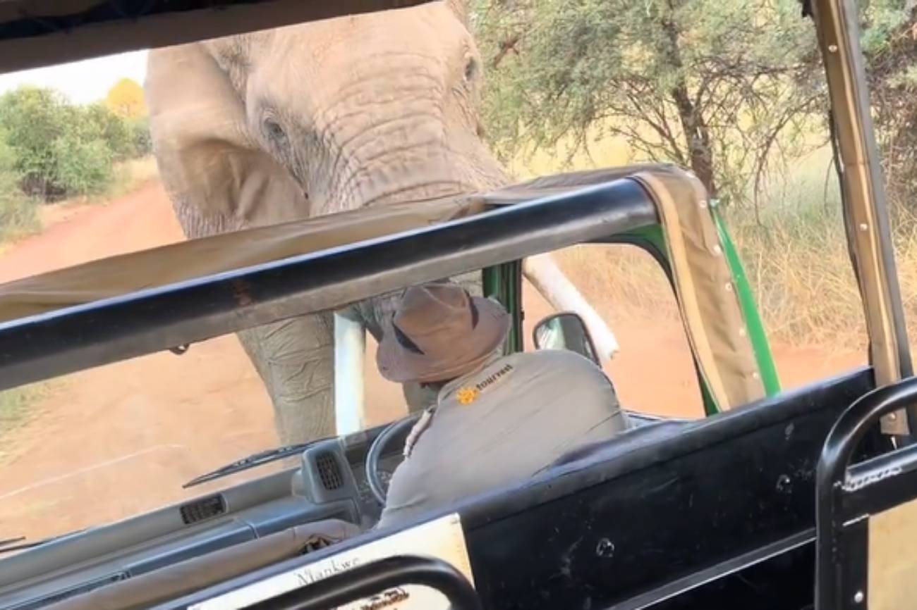Słoń na safari podniósł ciosami auto z ludźmi. Turyści wszystko nagrali