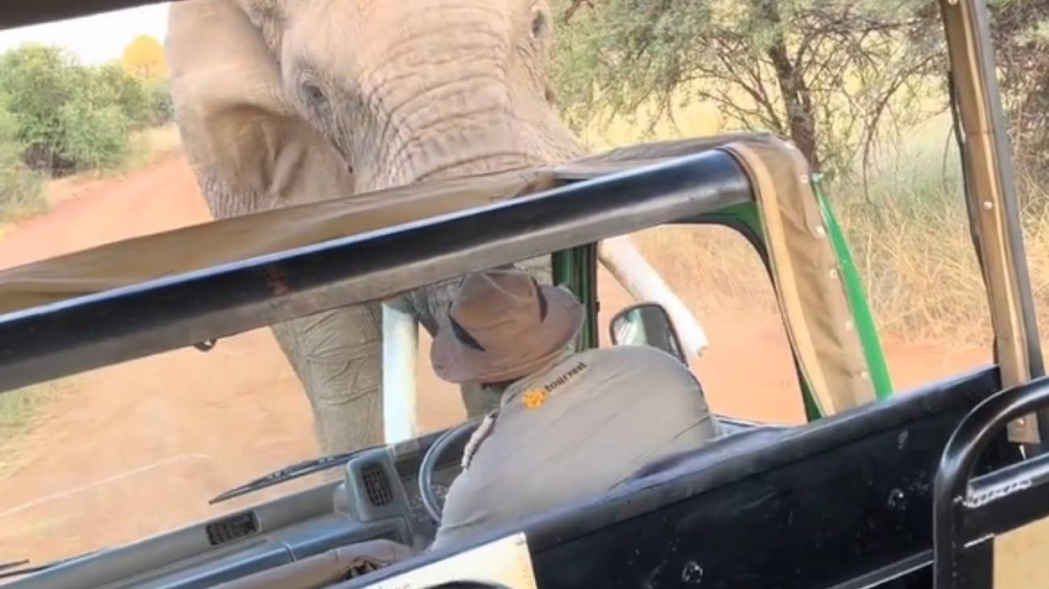 Słoń na safari podniósł ciosami auto z ludźmi. Turyści wszystko nagrali