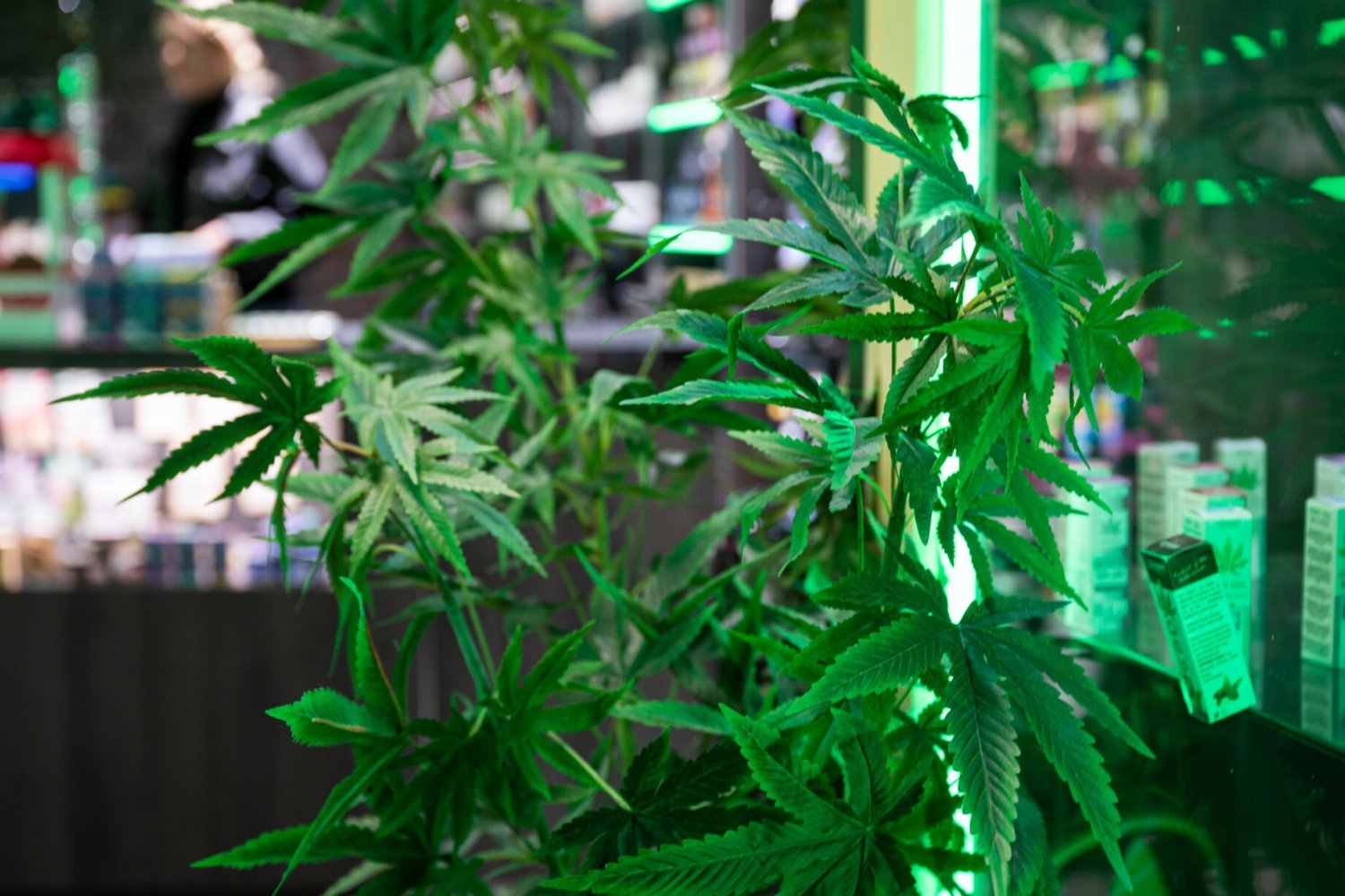 Legalizacja marihuany w Niemczech. Dane o imporcie zaskakują