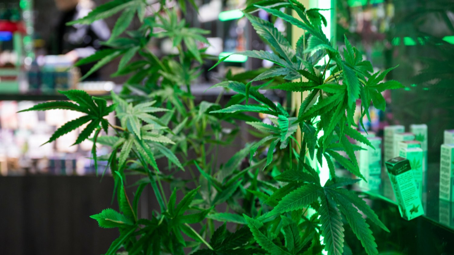 Legalizacja marihuany w Niemczech. Dane o imporcie zaskakują
