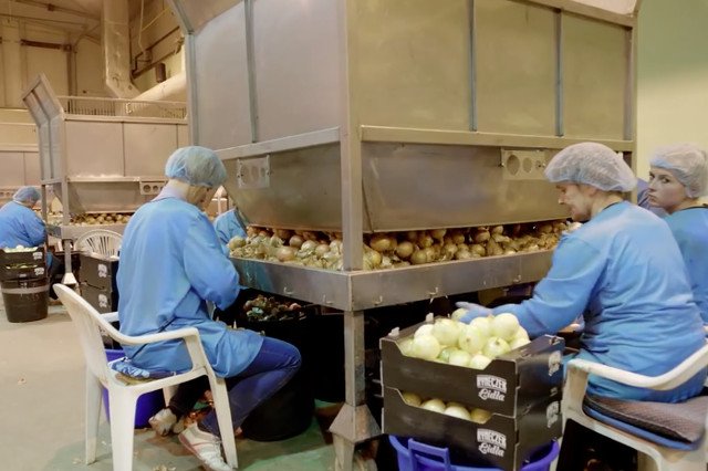 Liczą się wytrzymałe oczy i zręczne dłonie. Potem wygoda zakupu już obranej cebuli kosztuje 2,5 zł więcej.