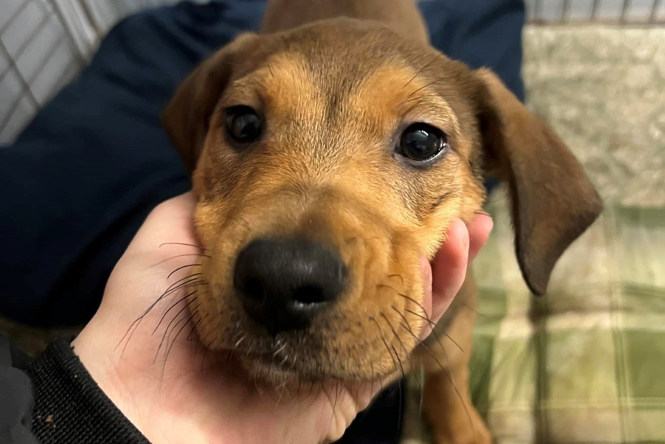 Pies porzucony na klatce w Wigilię w Tomaszowie Mazowieckim jest już w schronisku.