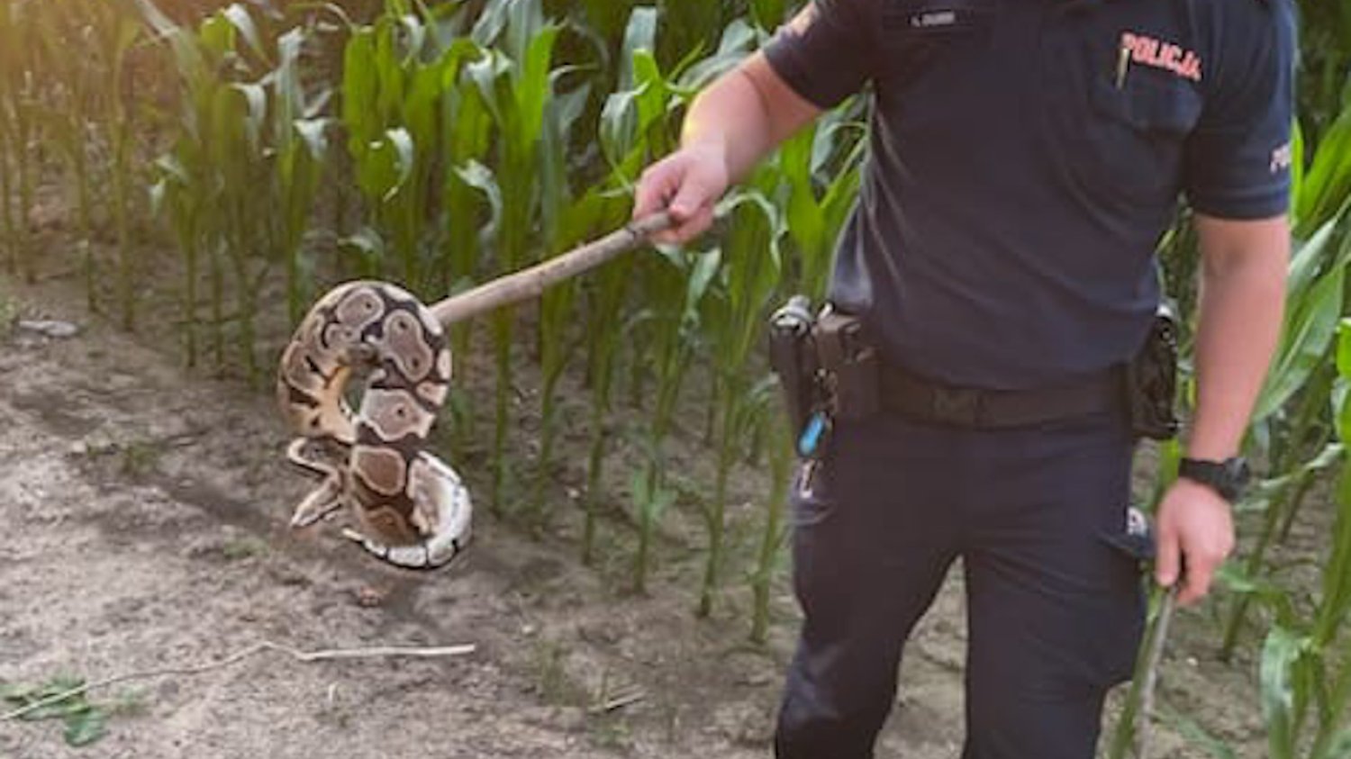 Pod Łukowem znaleziono pytona królewskiego.
