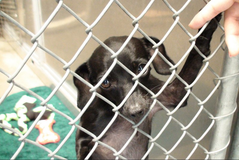 Postaw za tymi kratami dziecko najlepiej własne, a potem szastaj argumentami: nowa praca, wyjazd służbowy, alergia, brak czasu... tam będzie mu lepiej, nie mam innego wyjścia... Czujesz jak kretyńsko brzmią twoje usprawiedliwienia?