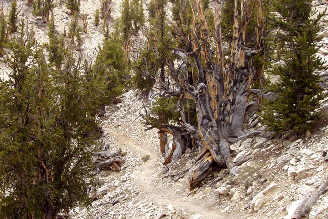 Methuselah, sosna długowieczna, ma już około 4,600 lat