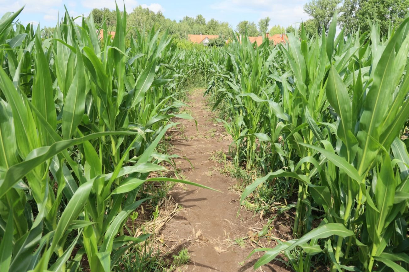 Makabryczne odkrycie w Niemczech. Dwóch Polaków zakopanych na polu kukurydzy (Zdjęcie ilustracyjne 13.07.2024r.)