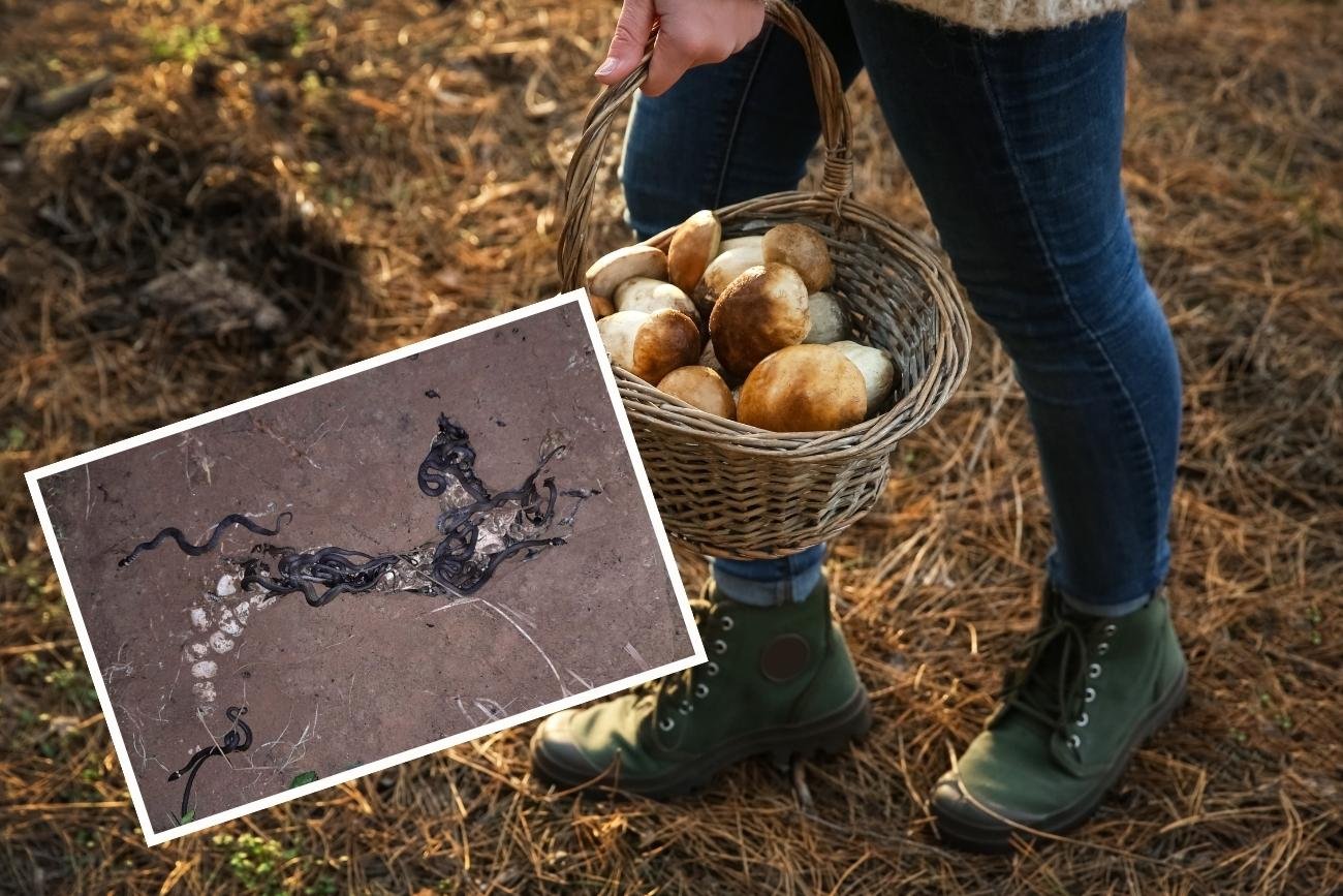 Na grzybach lepiej patrzeć pod nogi, aby uniknąć nieprzyjemnego ukąszenia przez żmiję