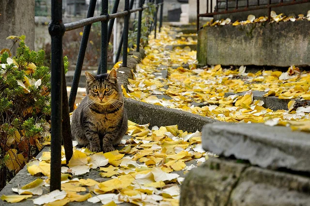 Montmartre. Zdjęcie: Panchoa