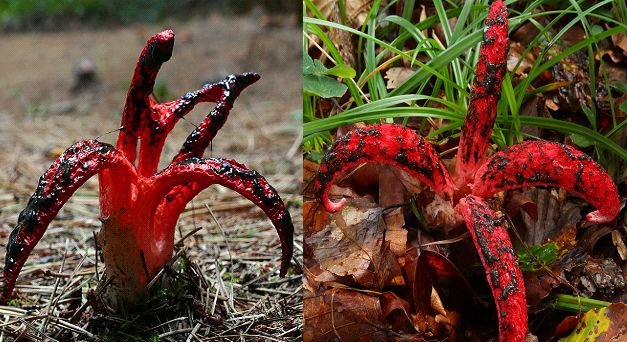 Okratek australijski (Clathrus archeri): egzotyczny grzyb pojawił się w polskich lasach.