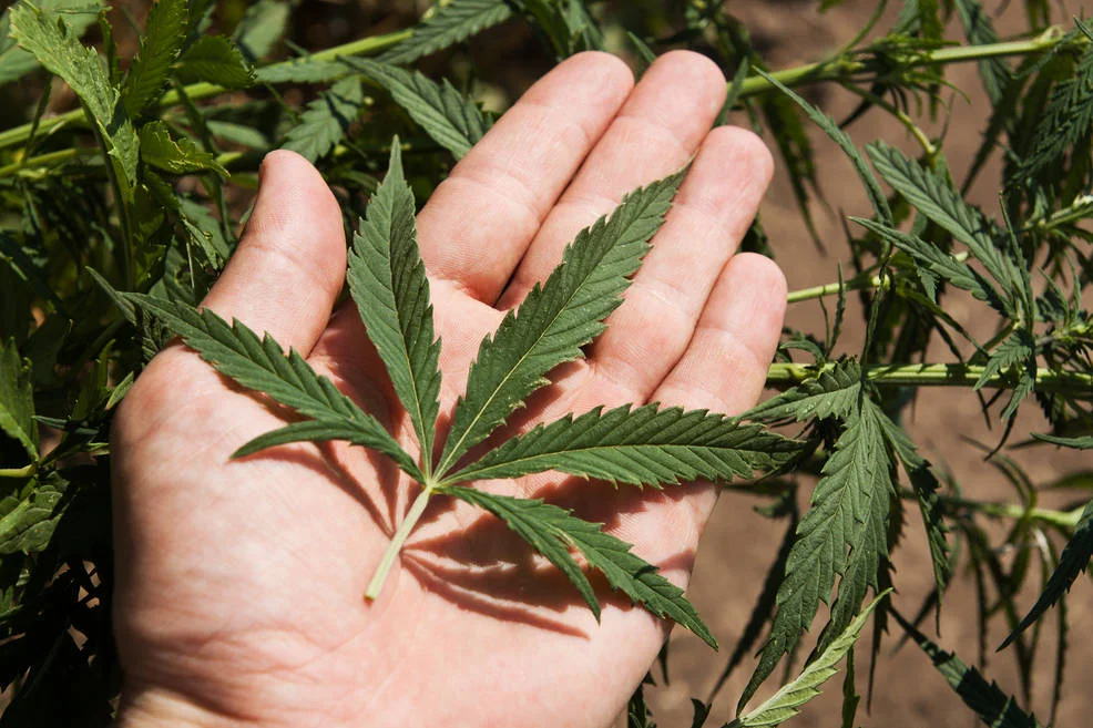Marihuana