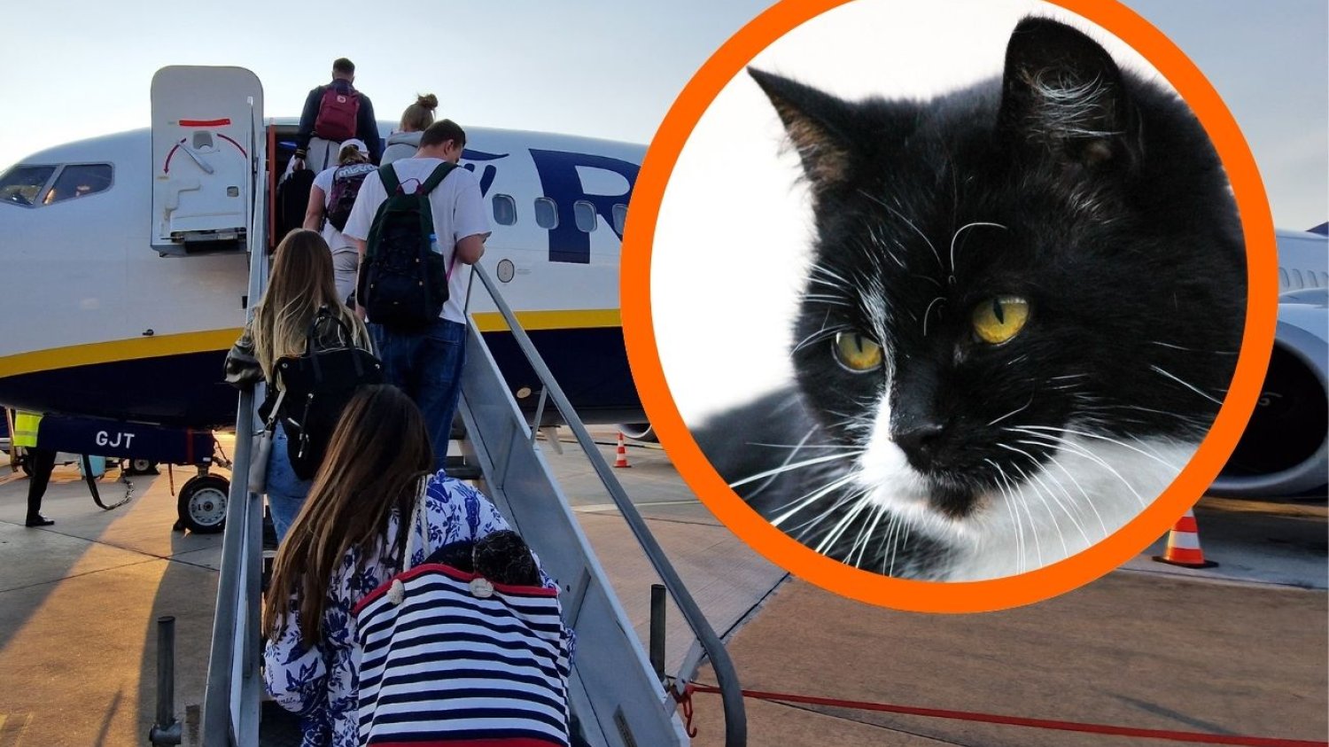 Ryanair nie mógł wystartować przez kota.