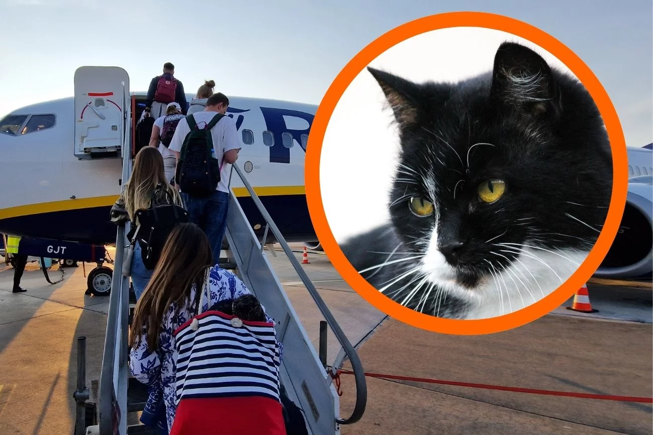 Ryanair nie mógł wystartować przez kota.