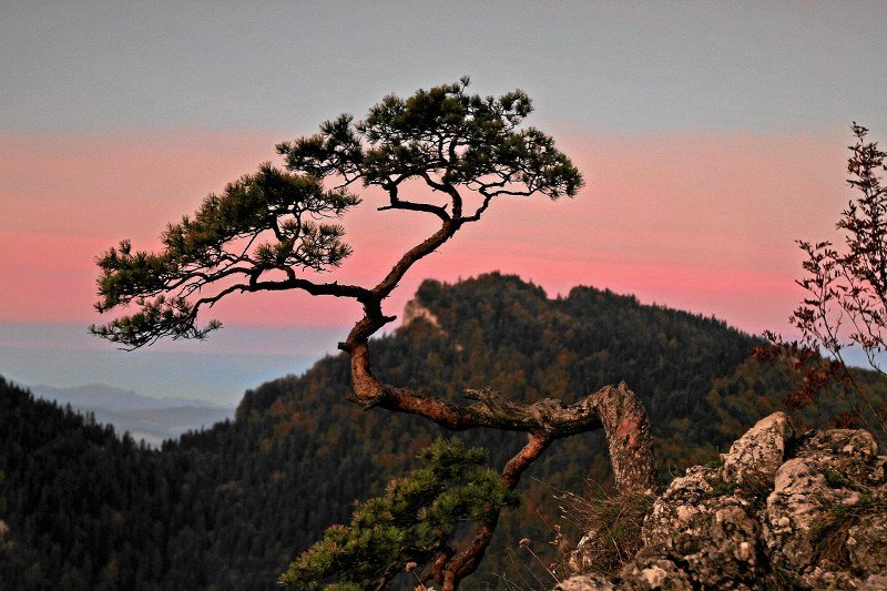 Słynny 500-letni symbol Pienin został zniszczony w czasie akcji ratunkowej.