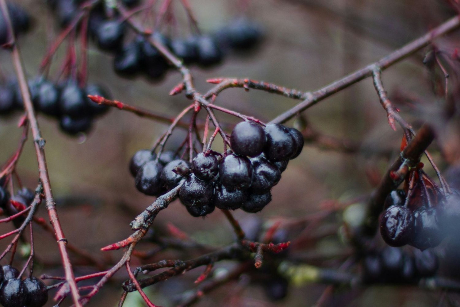 Aronia