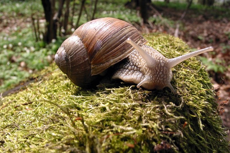 Francuzi zorientowali się, że 90 proc. ślimaków które jedzą pochodzi z Polski