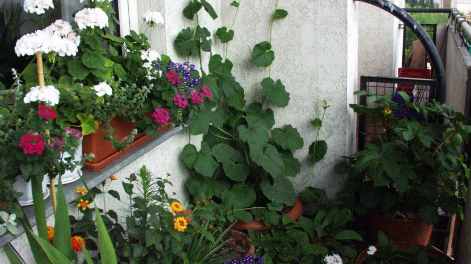 Warzywa, owoce i zioła, które nadają się balkon. Można je siać już w marcu