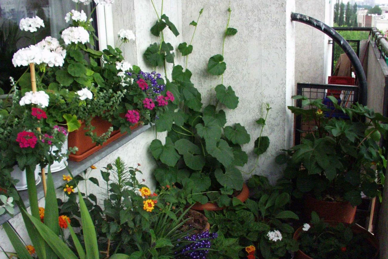 Te warzywa, owoce i zioła możesz siać na balkonie. Nawet już w marcu Warzywa, owoce i zioła, które nadają się balkon. Można je siać już w marcu