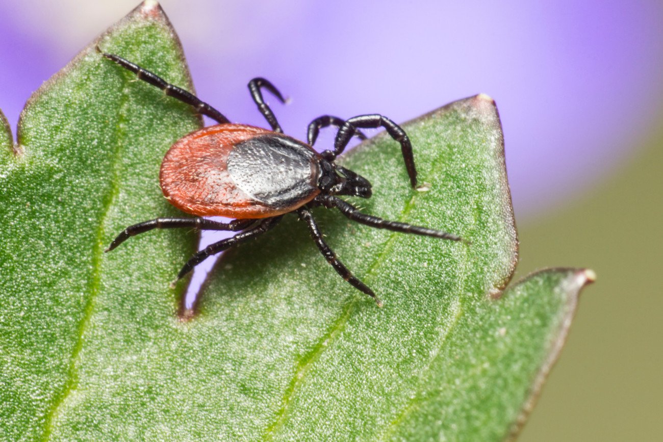 Boreliozę wywołuje bakteria Borrelia burgdorferi, przedostająca się do organizmu poprzez ukąszenie kleszcza z rodzaju Ixodes, jej nosiciela.