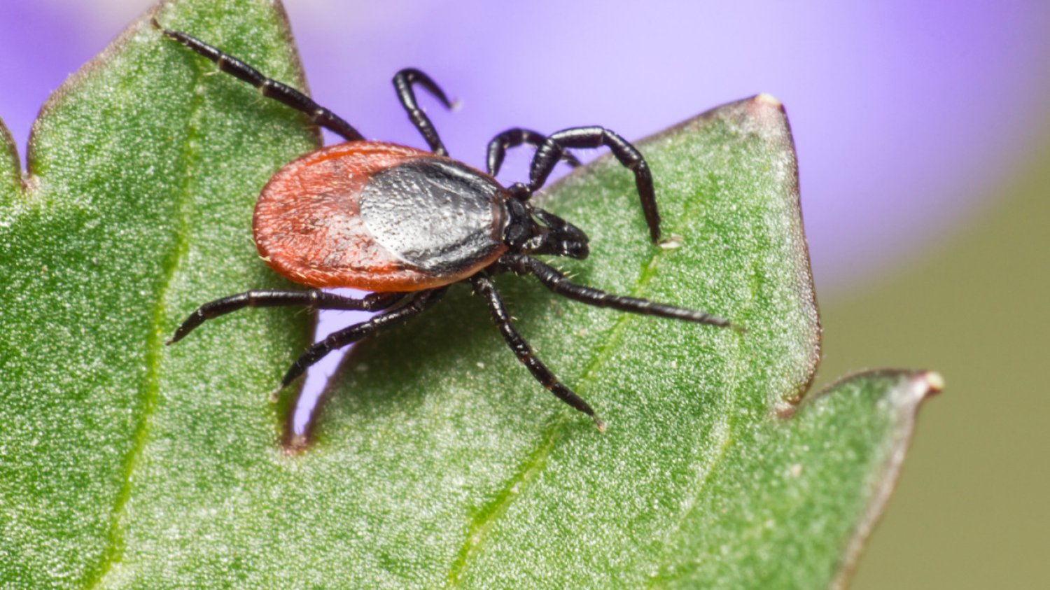 Boreliozę wywołuje bakteria Borrelia burgdorferi, przedostająca się do organizmu poprzez ukąszenie kleszcza z rodzaju Ixodes, jej nosiciela.