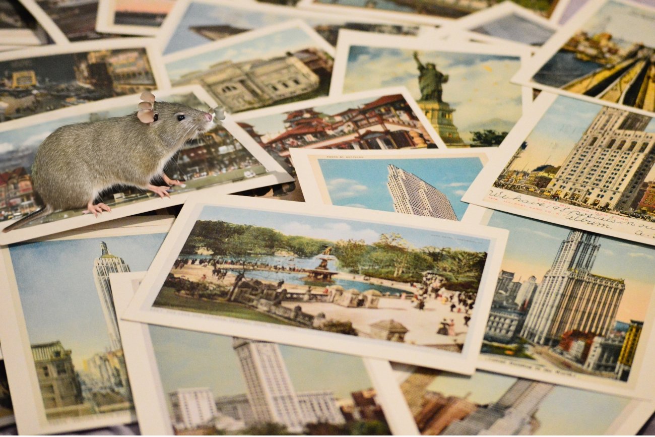 Szczury to w tej chwili jeden z głównych problemów Nowego Jorku