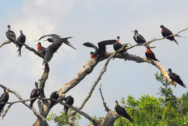 Fregaty słyną z długotrwałych lotów, podczas których niezwykle rzadko pozwalają sobie na przerwy